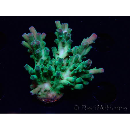 WYSIWYG RAH Acropora austera teal 5F9