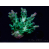 WYSIWYG RAH Acropora austera teal 5F9