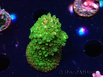 WYSIWYG RAH Acropora abrotanoides Pink Tips