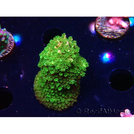 WYSIWYG RAH Acropora abrotanoides Pink Tips
