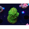 WYSIWYG RAH Acropora abrotanoides Pink Tips
