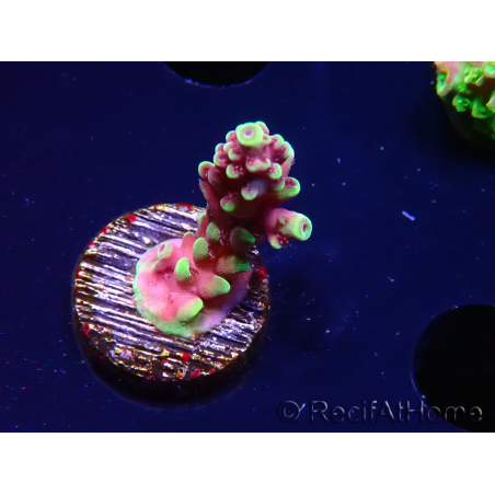 WYSIWYG RAH Acropora Helionis