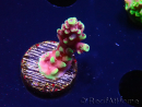 WYSIWYG RAH Acropora Helionis