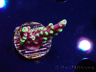 WYSIWYG RAH Acropora Helionis 5J3