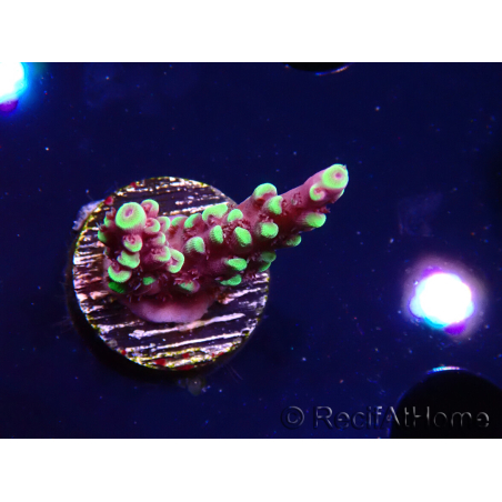 WYSIWYG RAH Acropora Helionis