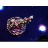 WYSIWYG RAH Acropora Helionis 5J3