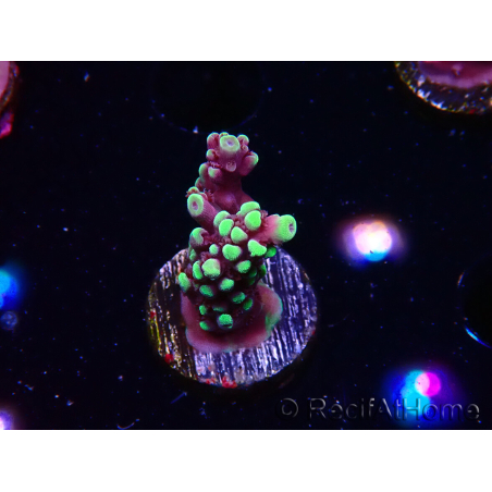 WYSIWYG RAH Acropora Helionis