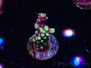 WYSIWYG RAH Acropora Helionis 5J4