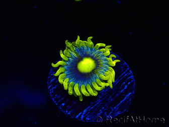 WYSIWYG - Zoanthus Corona 2E4