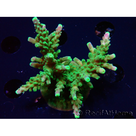 WYSIWYG RAH Acropora Joker