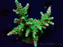 WYSIWYG RAH Acropora Joker