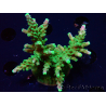 WYSIWYG RAH Acropora Joker