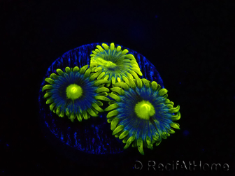 WYSIWYG - Zoanthus Corona 2E5
