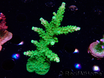 WYSIWYG RAH Acropora Joker