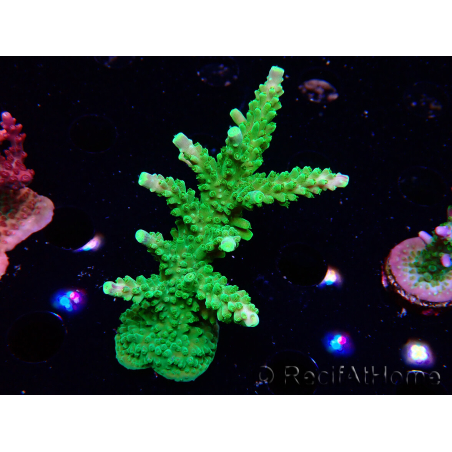 WYSIWYG RAH Acropora Joker