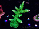WYSIWYG RAH Acropora Joker