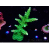 WYSIWYG RAH Acropora Joker