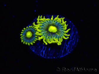 WYSIWYG - Zoanthus Corona 2E7