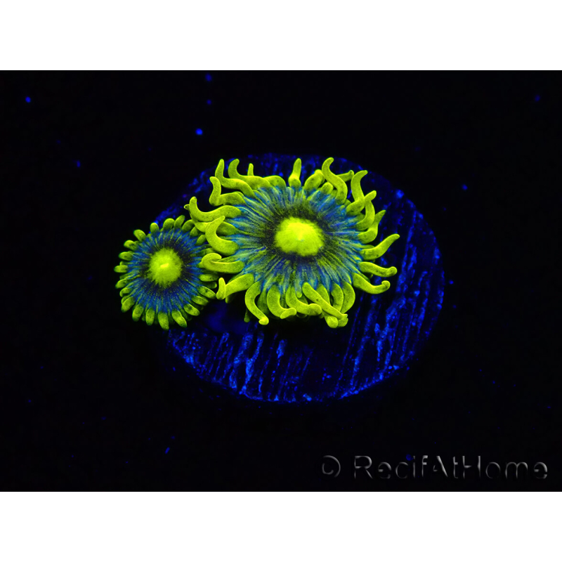 WYSIWYG - Zoanthus Corona 2E7