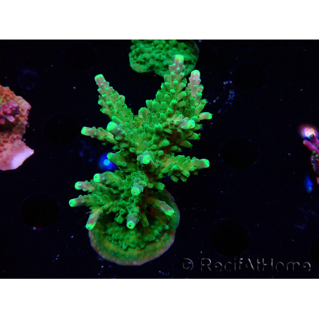 WYSIWYG RAH Acropora Joker