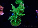 WYSIWYG RAH Acropora Joker