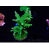 WYSIWYG RAH Acropora Joker
