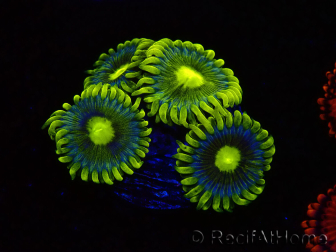WYSIWYG - Zoanthus Corona 2E8