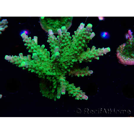 WYSIWYG RAH Acropora Joker