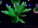 WYSIWYG RAH Acropora Joker