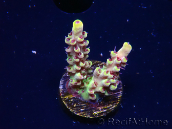WYSIWYG RAH Acropora Pink Floyd 5D6