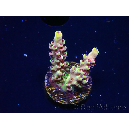 WYSIWYG RAH Acropora Pink Floyd 5D6