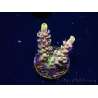 WYSIWYG RAH Acropora Pink Floyd 5D6