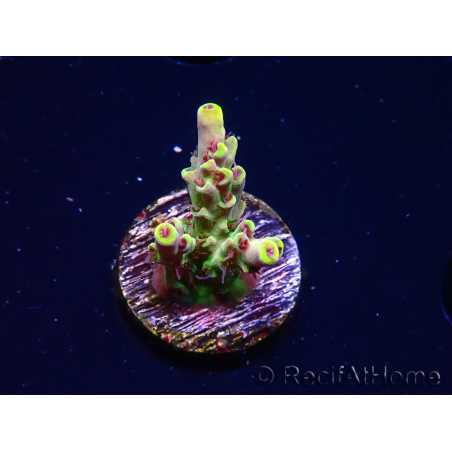 WYSIWYG RAH Acropora Pink Floyd 5D7
