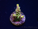 WYSIWYG RAH Acropora Pink Floyd