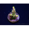 WYSIWYG RAH Acropora Pink Floyd 5D7