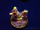 WYSIWYG RAH Acropora Pink Floyd 5D8