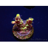 WYSIWYG RAH Acropora Pink Floyd 5D8