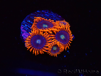 WYSIWYG - Zoanthus Alphaand Omega 2F5