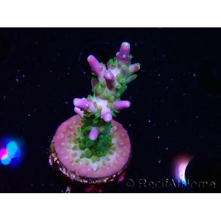 WYSIWYG RAH Acropora Blue Lagoon