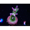 WYSIWYG RAH Acropora Blue Lagoon