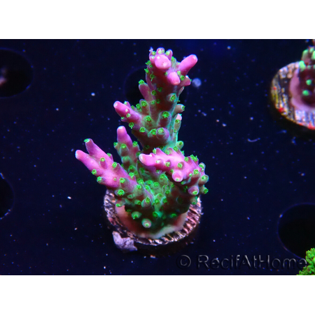 WYSIWYG RAH Acropora Blue Lagoon