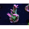 WYSIWYG RAH Acropora Blue Lagoon
