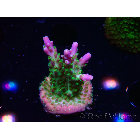 WYSIWYG RAH Acropora Blue Lagoon