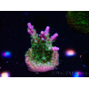 WYSIWYG RAH Acropora Blue Lagoon 5E5