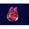 WYSIWYG RAH Acropora Sunset Boulevard