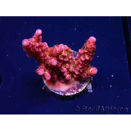 WYSIWYG - Acropora PC Rainbow