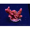 WYSIWYG - Acropora PC Rainbow