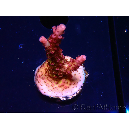 WYSIWYG - Acropora PC Rainbow