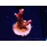 WYSIWYG - Acropora PC Rainbow