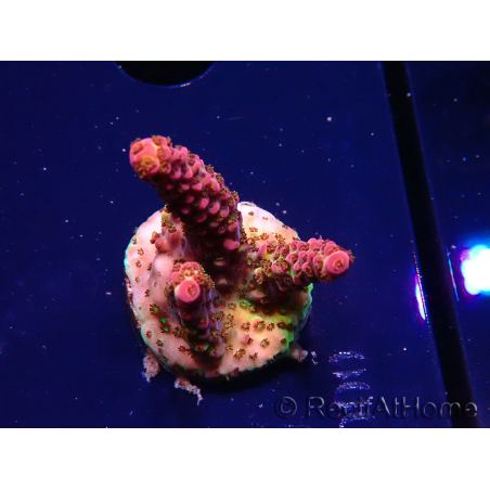 WYSIWYG - Acropora PC Rainbow